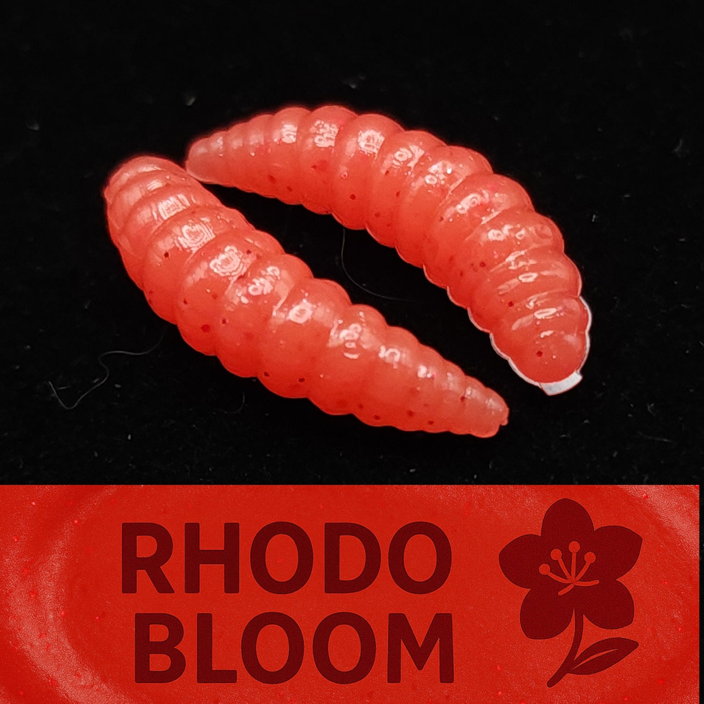Jar of 1" Waxworm "The Tater Bug"