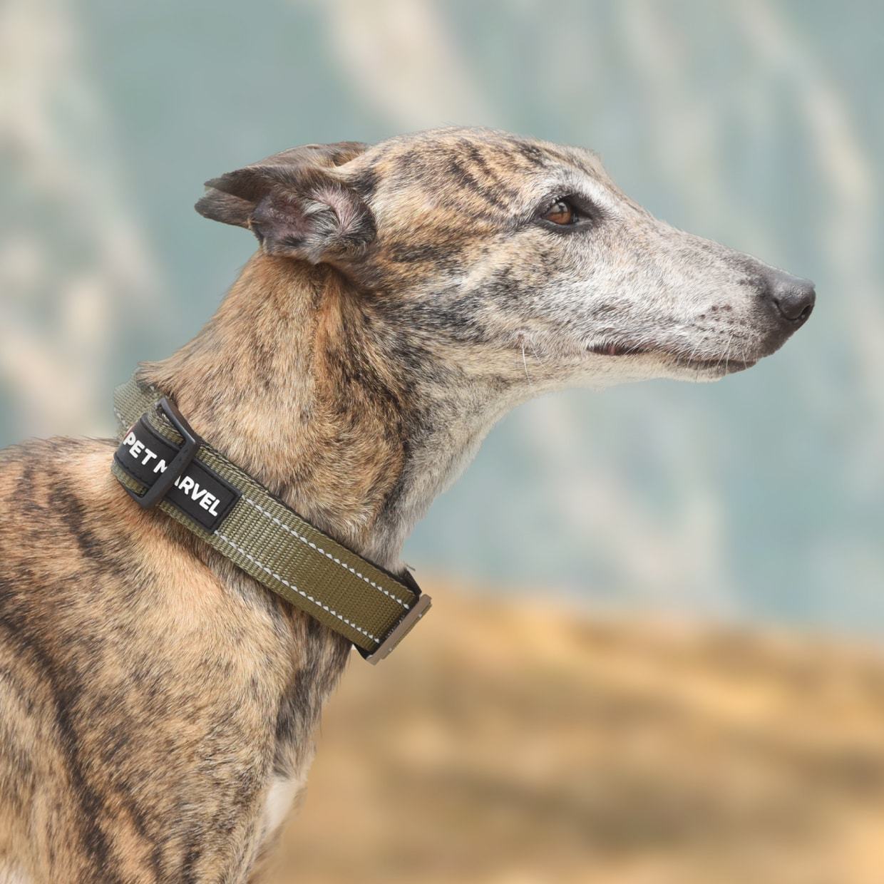PET MARVEL High Performance Tactical Dog Collar with Handle - 1.25 In Wide