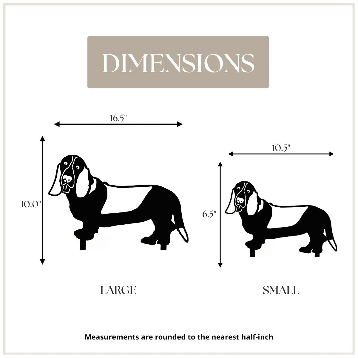 Basset Hound
