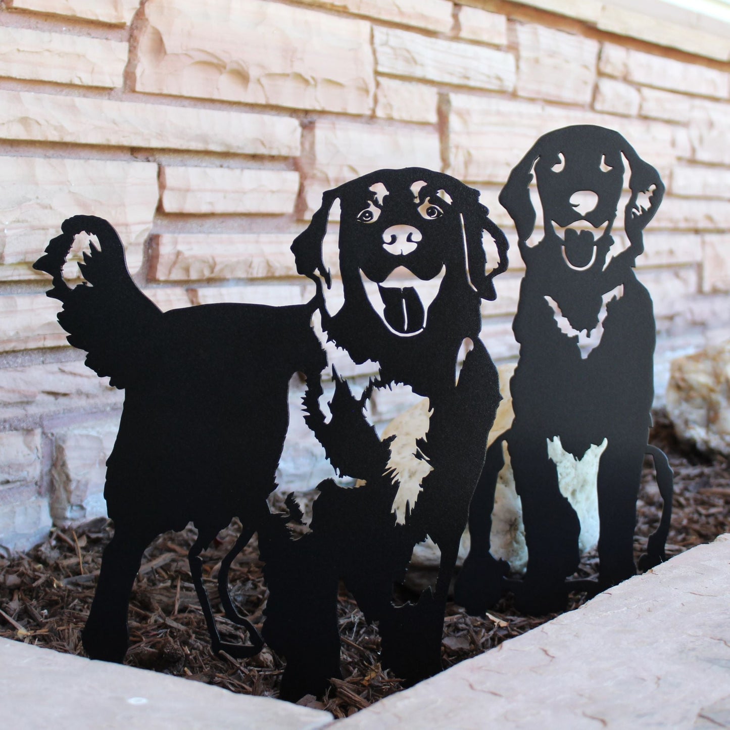 Golden Retriever - Standing