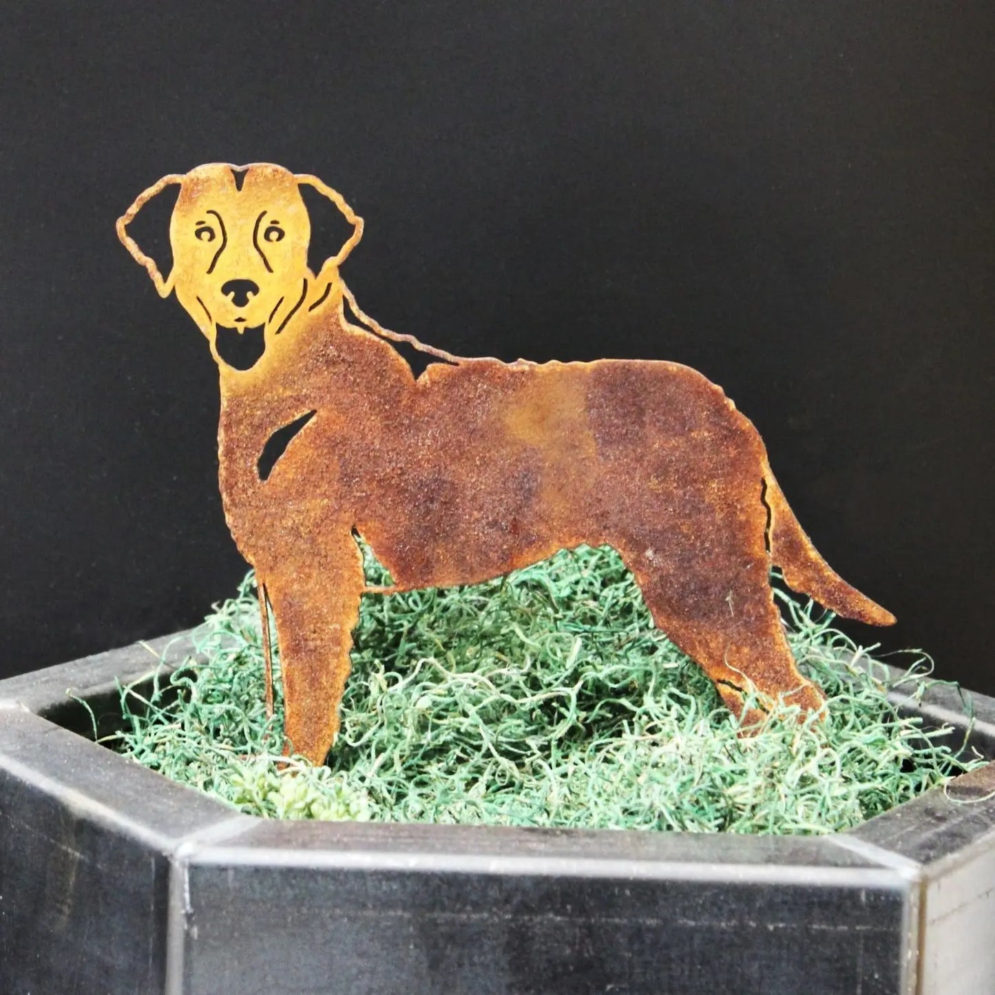 Curly Coated Retriever